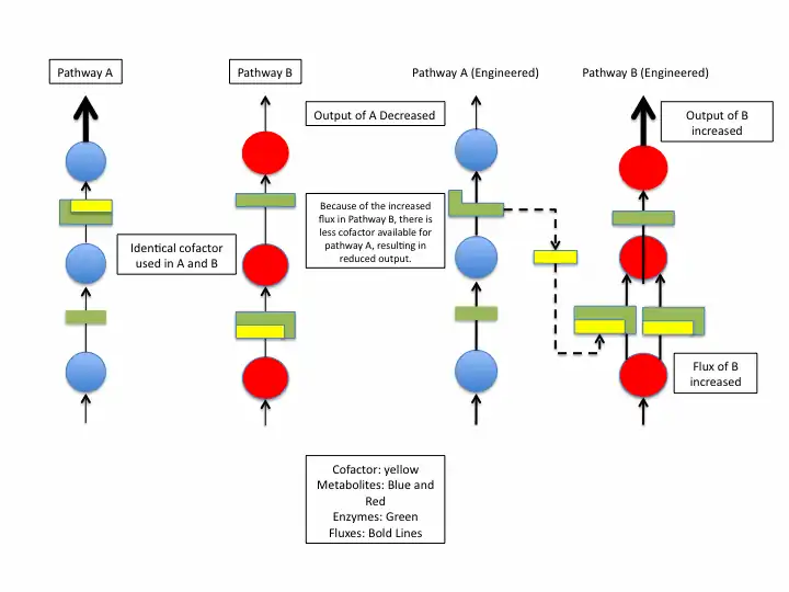 Example of how Cofactor Engineering can be used to engineer one pathway to influence another.