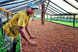 Cocoa production in São Tomé