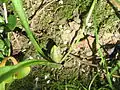 Seed capsule