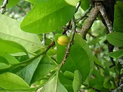 Leaves and fruit