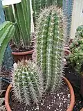 Cultivated plants