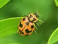 Coleomegilla maculata bisexpunctata