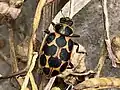 Coleomegilla maculata limensis