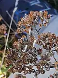 Larval cases on yarrow seeds