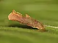 Larval case