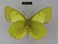 Colias palaeno poktussani Male, ventral side