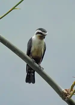 Collared_Falconet_by_Tisha_Mukherjee_03