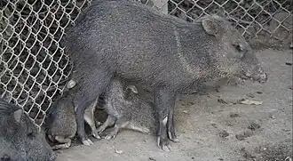Collared Peccary nursing its young in the Parque de las Leyendas zoo