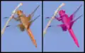 "Color swapping" (of a skimmer dragonfly) using the Colors filter. The original is the one on the left.