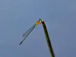 Female