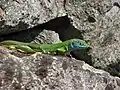Green lizard