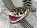 Close-up of the head
