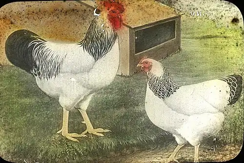 Columbian cock and hen
