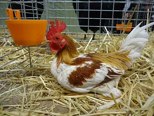 A red pyle cockerel