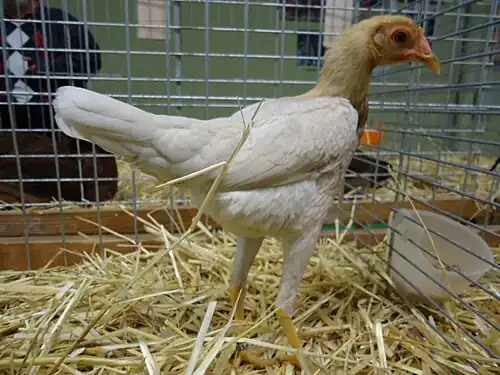 A red pyle hen