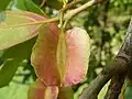 fruit