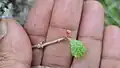 a flower