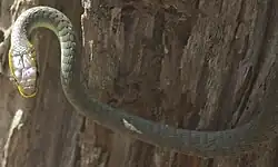 Image 31Common Tree Snake (from Australian snake habitats)