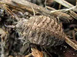 Larva of Myrmeleon immaculatus