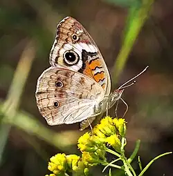 Common Buckeye (Junonia coenia) wings closed on Goldenrod flower