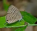 J. celeno imago