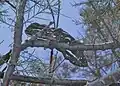 Common chameleon
