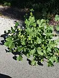 Specimen growing on a Midwest Bike Trail