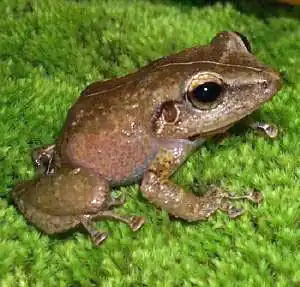 Coquí común (Eleutherodactylus coqui)