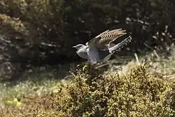 Common cuckoo, Aosta Valley