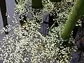 Common Duckweed (Lemna minor)