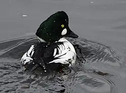 Just after a dive, showing clear nictitating membrane