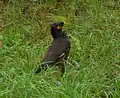 Common myna (Daily)