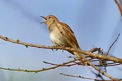Common nightingale, Los Aiguamolls del' Empordà, Catalunya