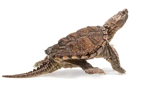 Older juvenile