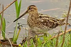 Common snipe, Empuriabrava, Catalonia