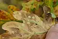 Underside of oak leaf with wasp galls