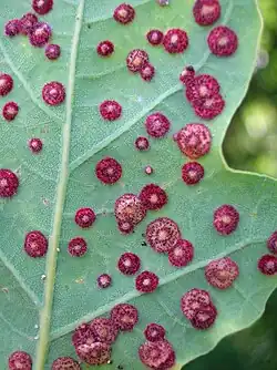 Neuroterus quercusbaccarum gall from Scotland, UK