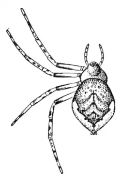 from Emerton (1902)