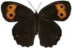 Dorsal