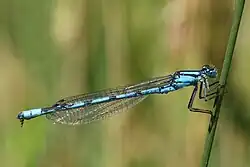 Adult male
