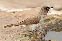 A brown passerine bird on a branch with a green berry in its beak
