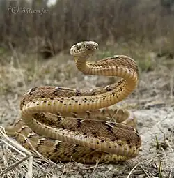 Front view