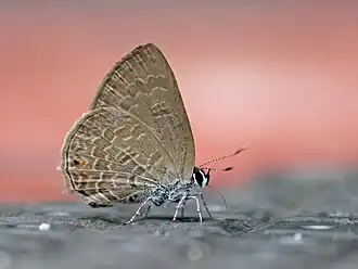 Ventral view