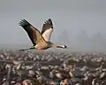 Adult in flight