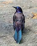 Iridescence of the grackle's feathers