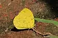 E. h. solifera, Uganda