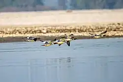 In flight at Koshi Tappu Wildlife Reserve, Nepal