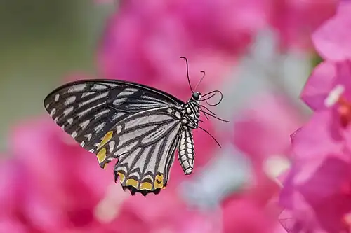 Form dissimilis in flight