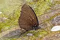 E. h. violetta, Laos
