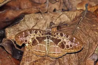 C. c. pallidior Kakum National Park, Ghana